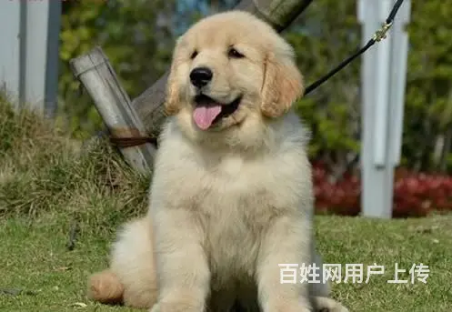 广州纯种金毛犬价格 狗舍直销 包纯种健康签协议 - 图片 5