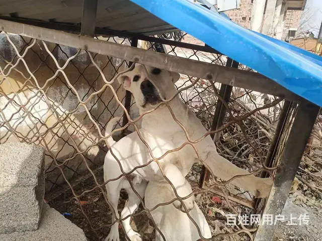 种公拉布拉多出售 - 图片 1