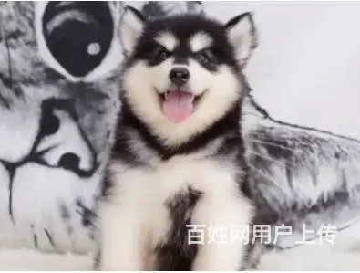 承德阿拉斯加怎么卖 家养阿拉斯加 保健康 - 图片 8