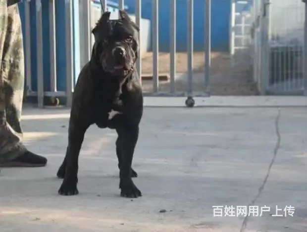 精品卡斯罗 保纯保健康 疫苗和驱虫均已做完 可签协 - 图片 6