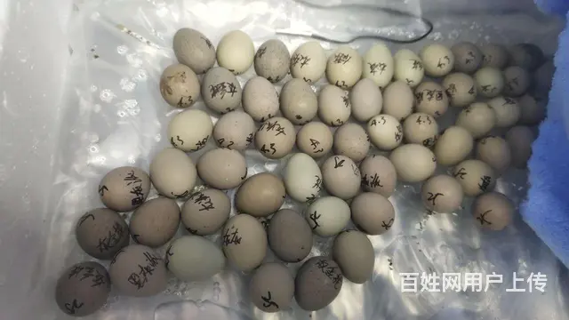 芦丁鸡和种蛋出售 - 图片 9