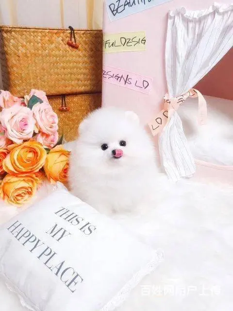 纯种博美幼犬 纯种哈多利博美 纯种球体博美 保健康 - 图片 7