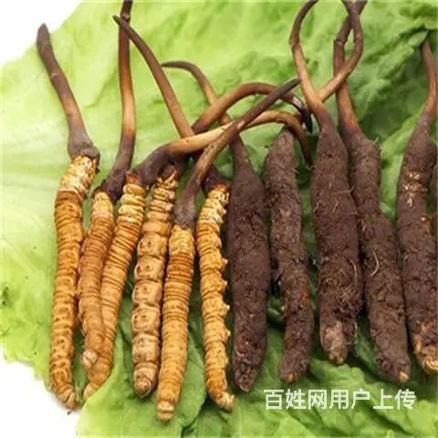 增城回收冬虫夏草-一盒虫草价格多少钱 - 图片 4