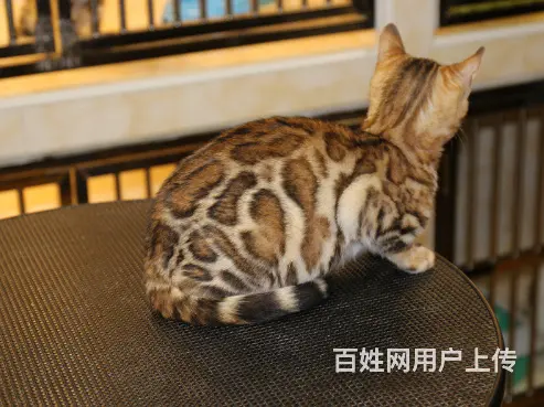 常州本地繁殖孟加拉豹猫猫血统纯正品质到位可上门 - 图片 2