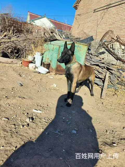马犬 - 图片 2