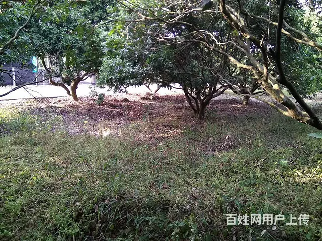 从化区城郊街旅游区附近3亩果园平地庄园整体转让 - 图片 4