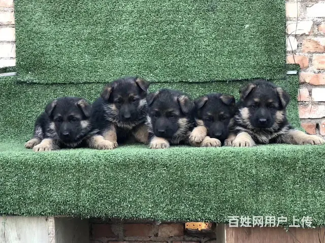 吕梁好的德牧哪里有卖，好的德牧如何挑选 - 图片 12