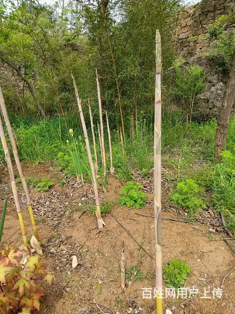 竹子，耐寒抗冻适应能力强好养活，园林绿化，风水造景 - 图片 2
