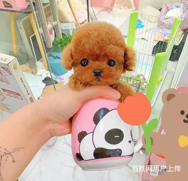 出售精品泰迪幼犬疫苗齐全多只可选 - 图片 11