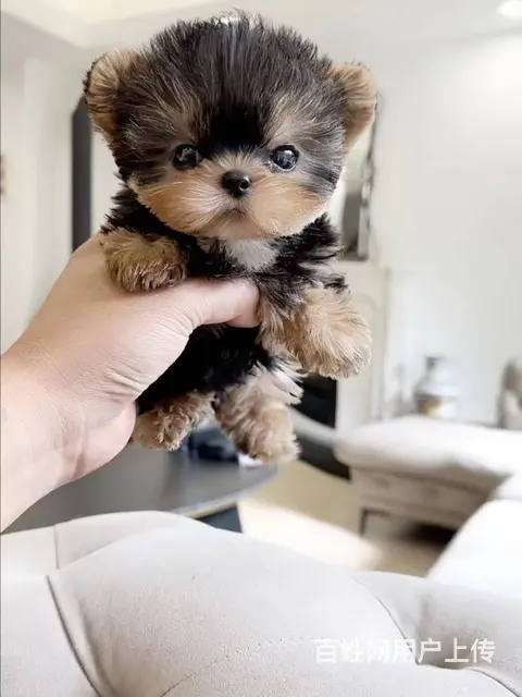本地犬舍出售小体纯种茶杯犬约克夏保健康签协议 - 图片 1