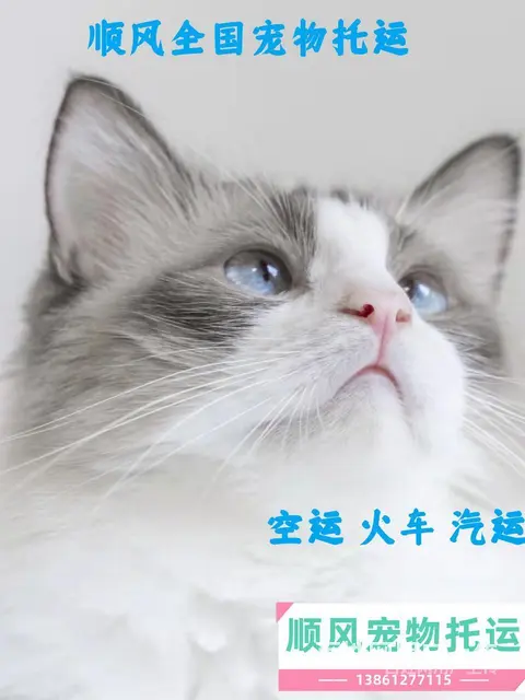 今日/推荐) 安宁市出发到全国宠物托运/猫狗全程专人看护 - 图片 1