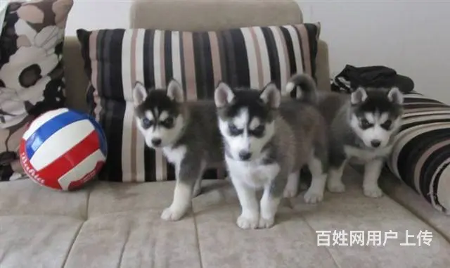 纯种哈士奇犬 北京哈士奇犬舍 打完疫苗.包纯健康C - 图片 8