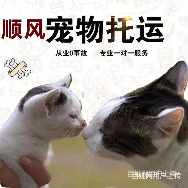 2022新消息常州市到全国）宠物托运（猫狗）邮寄快递（宠物活 - 图片 3