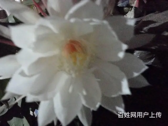 处理库存积圧物品,电子电器,仪器仪表,元器件 - 图片
