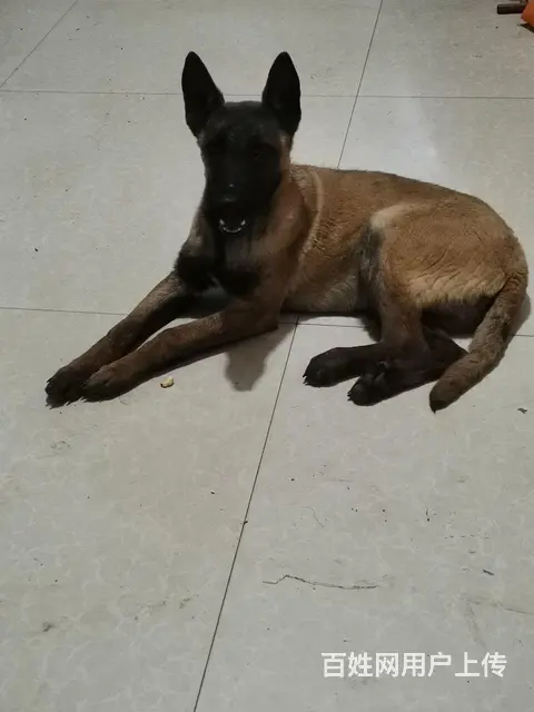 马犬幼犬四张就卖 - 图片 1