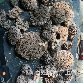 邵阳灭鼠，灭白蚁，灭蟑螂，灭老鼠杀虫 - 图片 7
