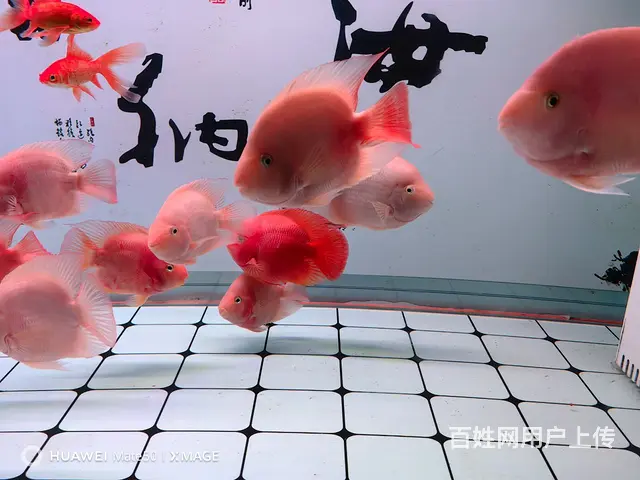鱼缸和鱼打包出售 - 图片 2