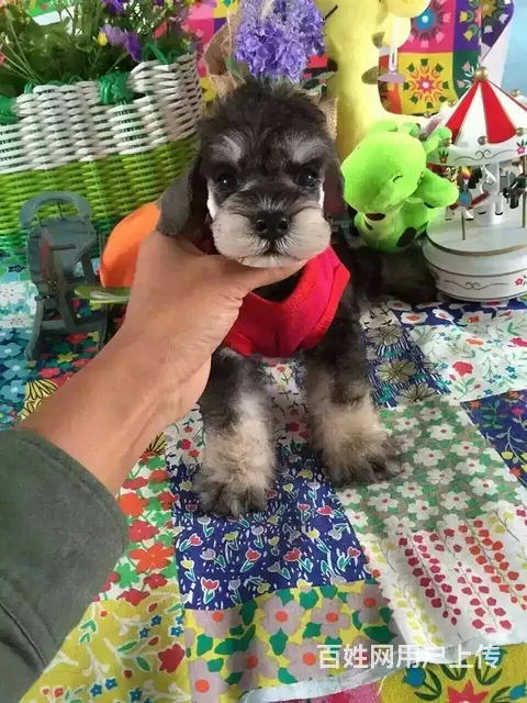 广州买狗的地方 广州纯种健康迷你雪纳瑞犬一只多少钱 - 图片 5