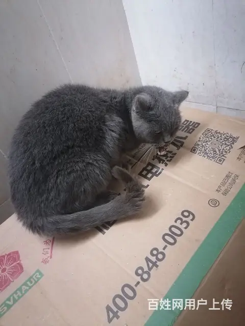 蓝猫，黑白的都有，种公潜质，种母青年期，喜欢繁殖的 - 图片 6