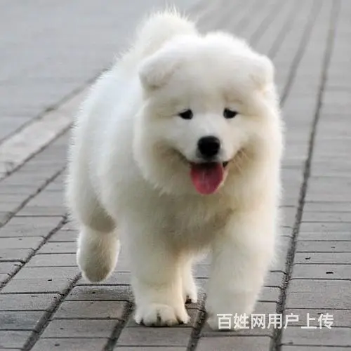 文昌哪里有出售萨摩耶幼犬宝宝 定时做疫苗和驱虫 公 - 图片 1