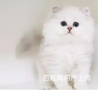 湖州本地层哪里出售渐层猫 渐层猫多少钱 - 图片 1