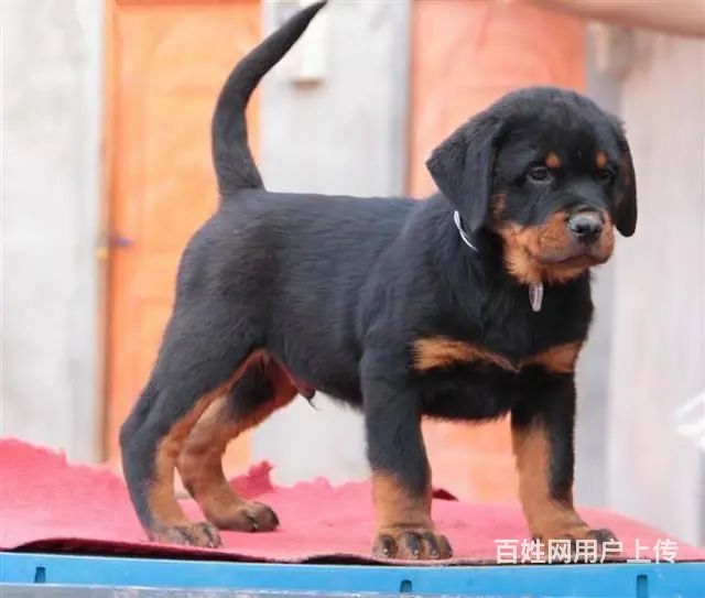 德系罗威纳幼犬出售 高大威猛四肢粗壮品相好 - 图片 5