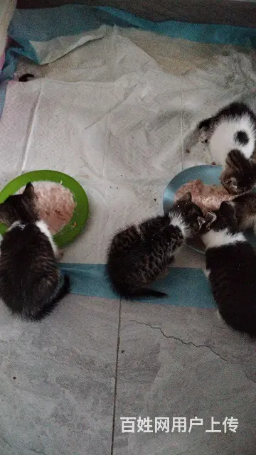 小猫免费领养 - 图片 2