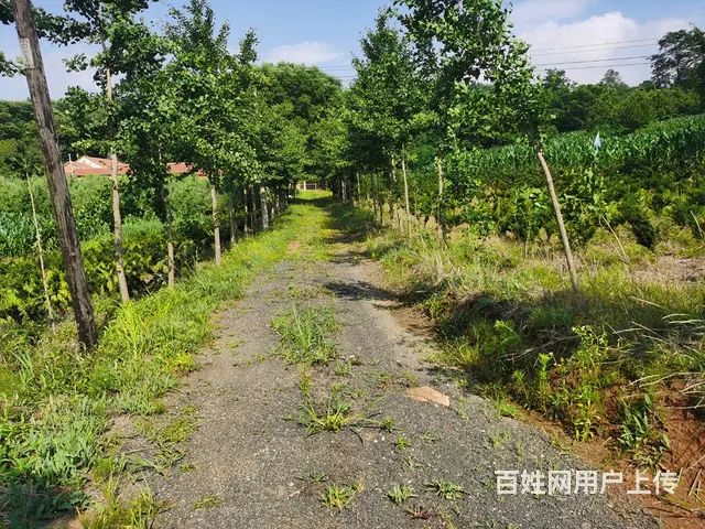 独栋四合院 - 图片 12