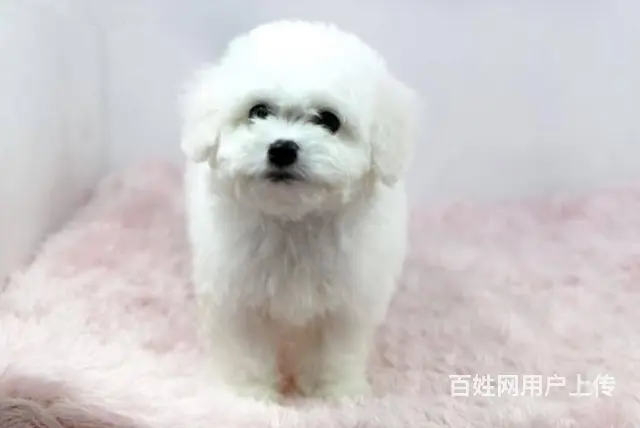 茶杯体比熊幼犬双血统比熊图片精品小体比熊多少钱一只 - 图片 7