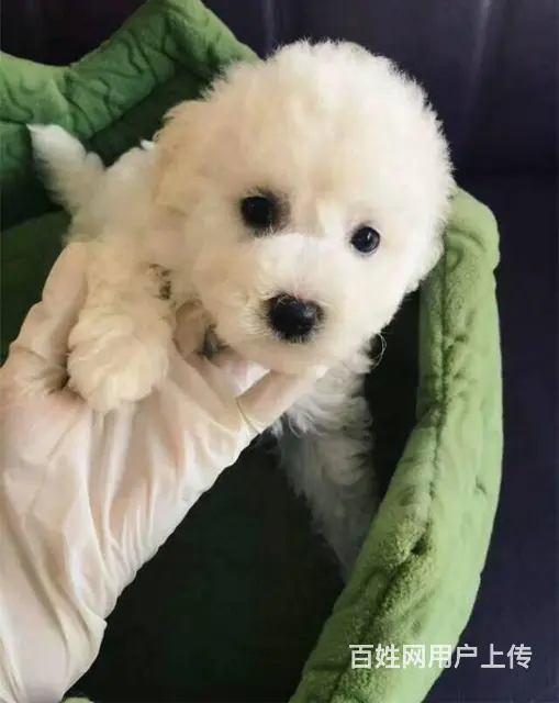 北京市比熊犬 法系卷毛比熊犬 纯种比熊犬出售 - 图片 6