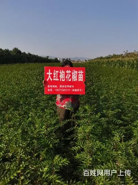 纯正韩城大红袍花椒树苗价格 - 图片 5