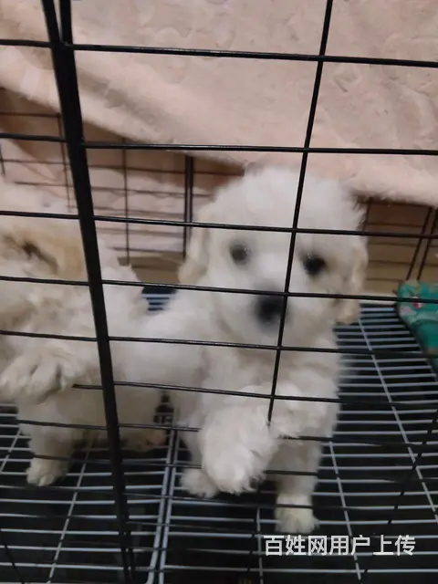 出售比熊幼犬 - 图片