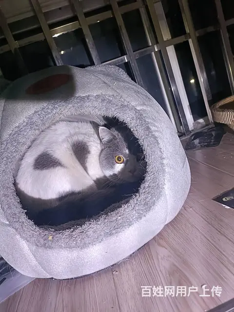 猫咪在外面跑丢了怎么找回来专业找猫团队大概多少钱 - 图片 5
