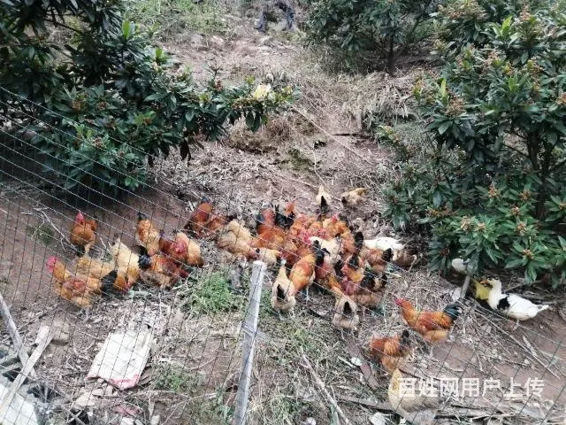老哥山林果园散养原种土鸡蛋和老母鸡出售 - 图片 7