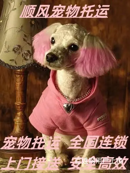 盐城建湖宠物托运 （猫狗活体运输）一对一上门接送 邮寄到全国 - 图片 3