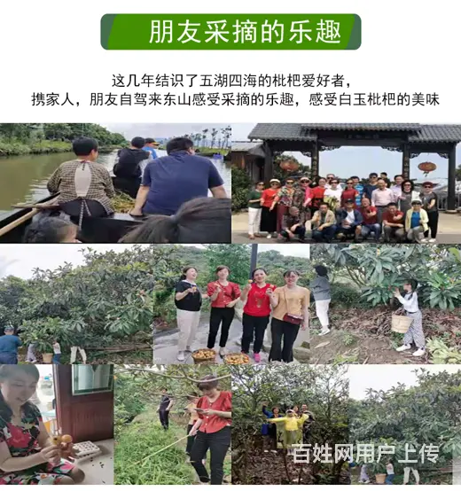 实惠小果.本地苏州东山白玉白沙枇杷新鲜采摘 - 图片 9
