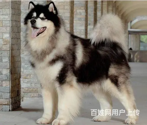 巨型阿拉斯加雪橇犬 多款颜色阿拉待售 健康质保半年 - 图片 8