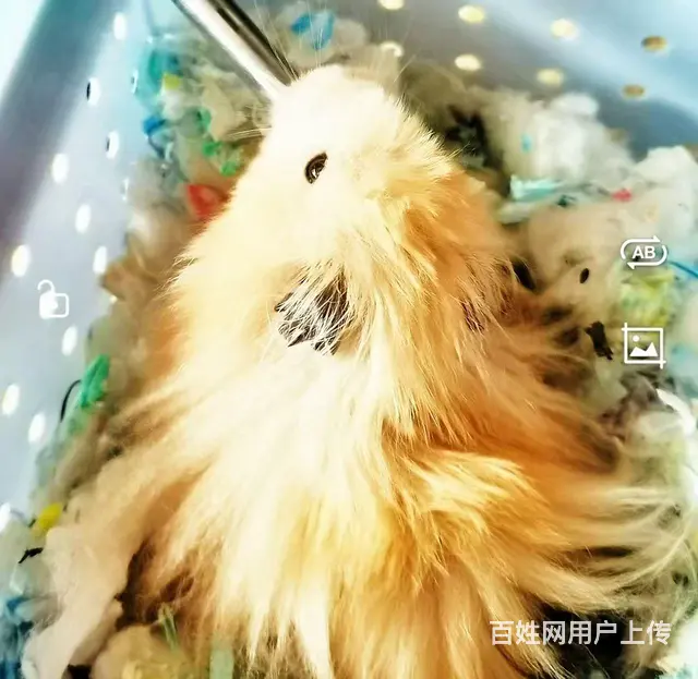 有喜欢仓鼠和金丝熊的吗？ - 图片 2
