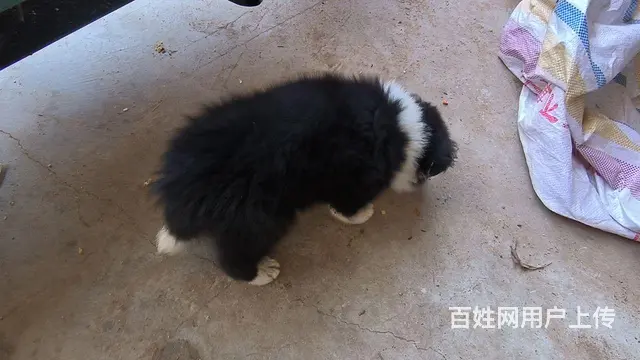 宠物出售 - 图片