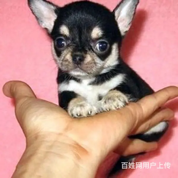 长春上哪里买吉娃娃比较好，上哪里可以买到吉娃娃 - 图片 9