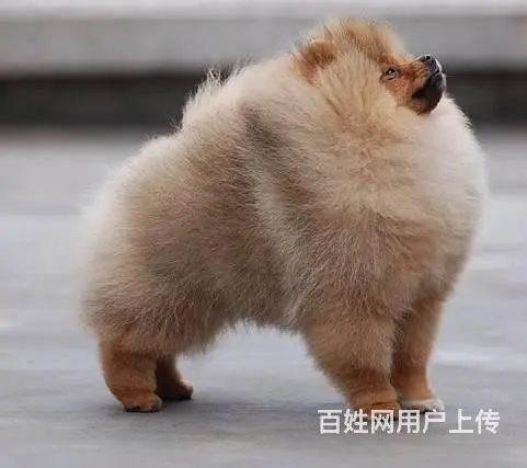 黄色炸毛博美犬精品小俊介哪里卖博美出售博美价格 - 图片 4