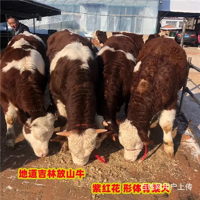 五百斤至六百斤 西门塔尔小母牛苗 的价格 - 图片 2