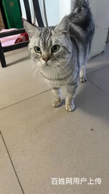 【搞定了！】出售美短虎斑公猫 - 图片 3