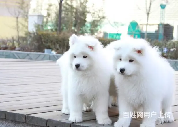萨摩耶 萨摩幼犬欢迎上门挑选价格优惠签协议有保 - 图片 4
