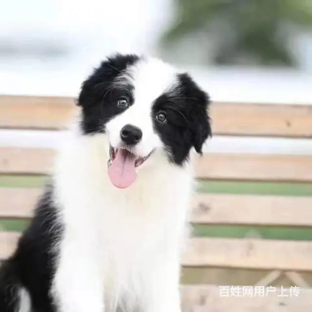 纯种边境牧羊犬 多只可选 质保一年健康 - 图片 9