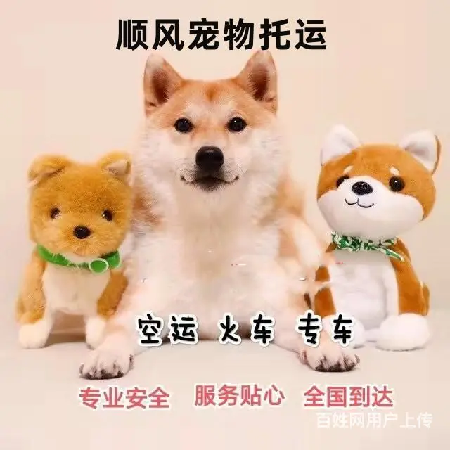 遵义宠物托运（猫狗）邮寄速运空运 （2023今日 推荐运输） - 图片 2