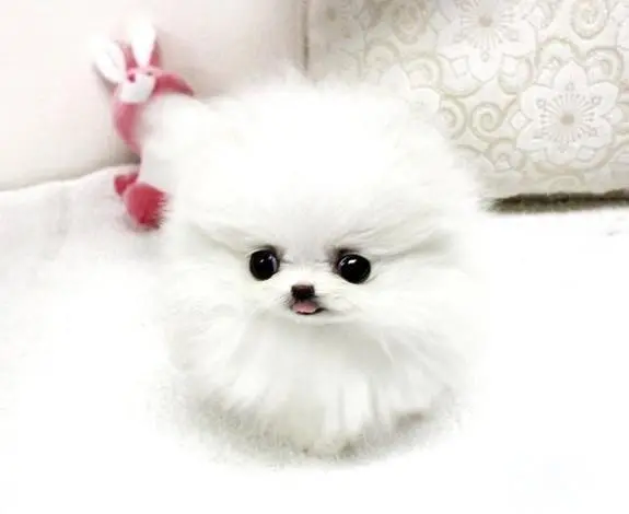 昆山哪里卖纯种小体博美犬赛级爆毛博美俊介犬 - 图片 6