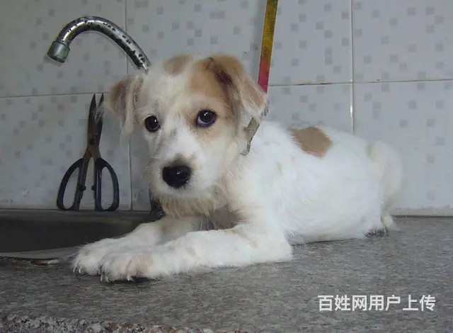 免费领养狗狗，每年都有感谢费 - 图片 1