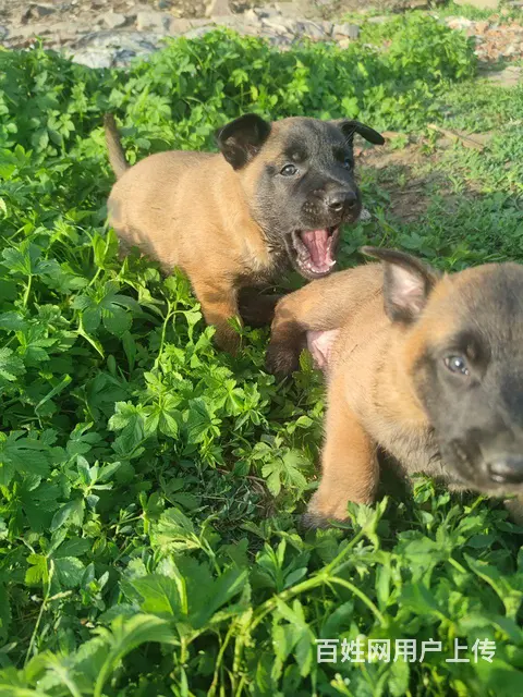 出售自家养的小马犬 - 图片 1