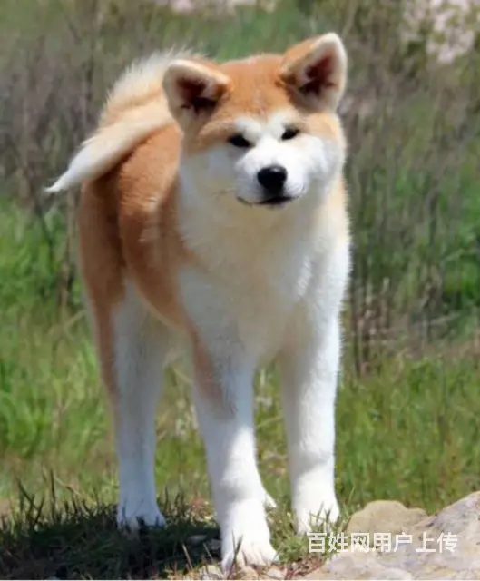 秋田 出售秋田幼犬宠爱有家/纯种健康可协议 - 图片 9